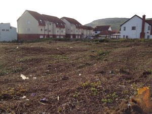 Phase 1 - Gorse_removal-2